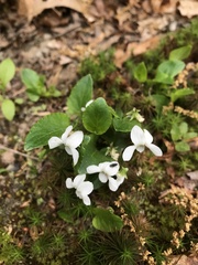 Viola alba