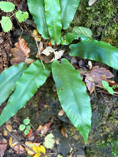 Asplenium scolopendrium observed 2026-10-27