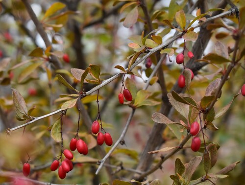 Berberis vulgaris observed 2026-10-27