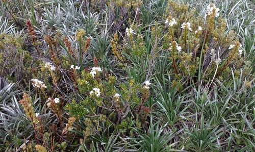 Image of Euphrasia crassiuscula by (c) Russell Best, some rights reserved (CC BY)