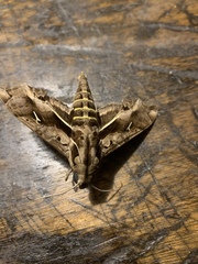 Hemeroplanes triptolemus