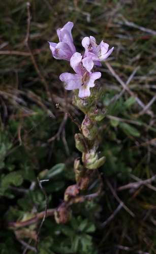 Image of Euphrasia crassiuscula by (c) Russell Best, some rights reserved (CC BY)