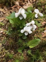 Viola alba