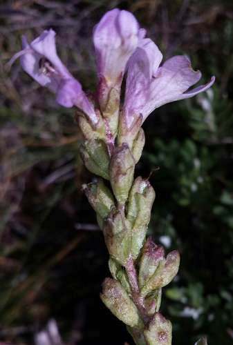 Image of Euphrasia crassiuscula by (c) Russell Best, some rights reserved (CC BY)
