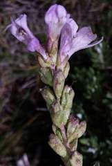 Euphrasia crassiuscula