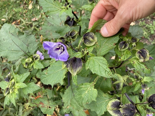 Physalis observed 2026-10-27