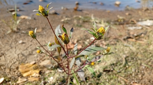 Bidens observed 2026-10-27