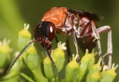 Psorthaspis legata