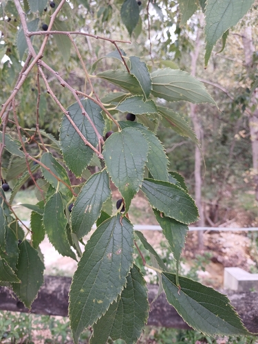 Celtis observed 2026-10-27