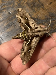 Hemeroplanes triptolemus