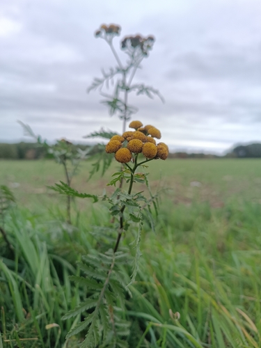 Tanacetum vulgare observed 2026-10-27