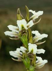 Prasophyllum suttonii