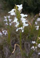 Prasophyllum suttonii