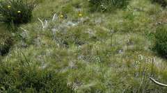 Prasophyllum suttonii