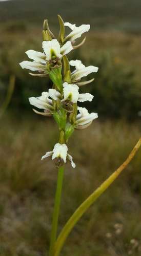 Image of Mauve leek orchid by (c) Russell Best, some rights reserved (CC BY)