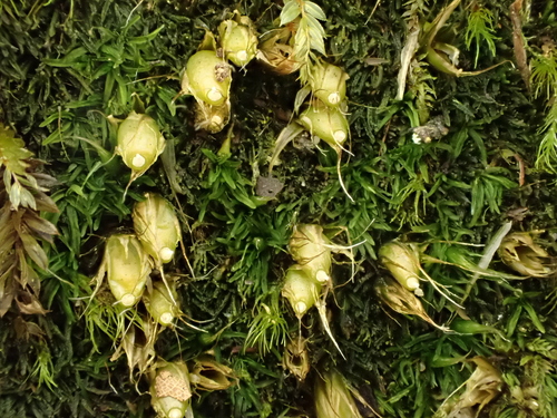 Diphyscium foliosum observed 2026-10-27