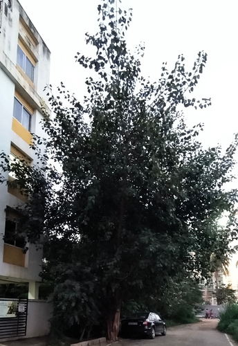 Ficus observed 2026-10-27