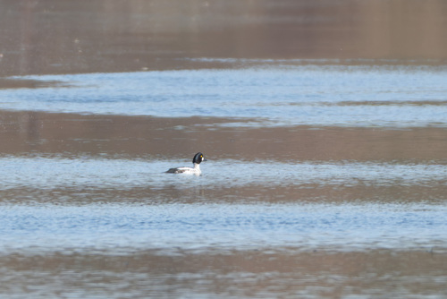 Bucephala clangula, 2026-10-27