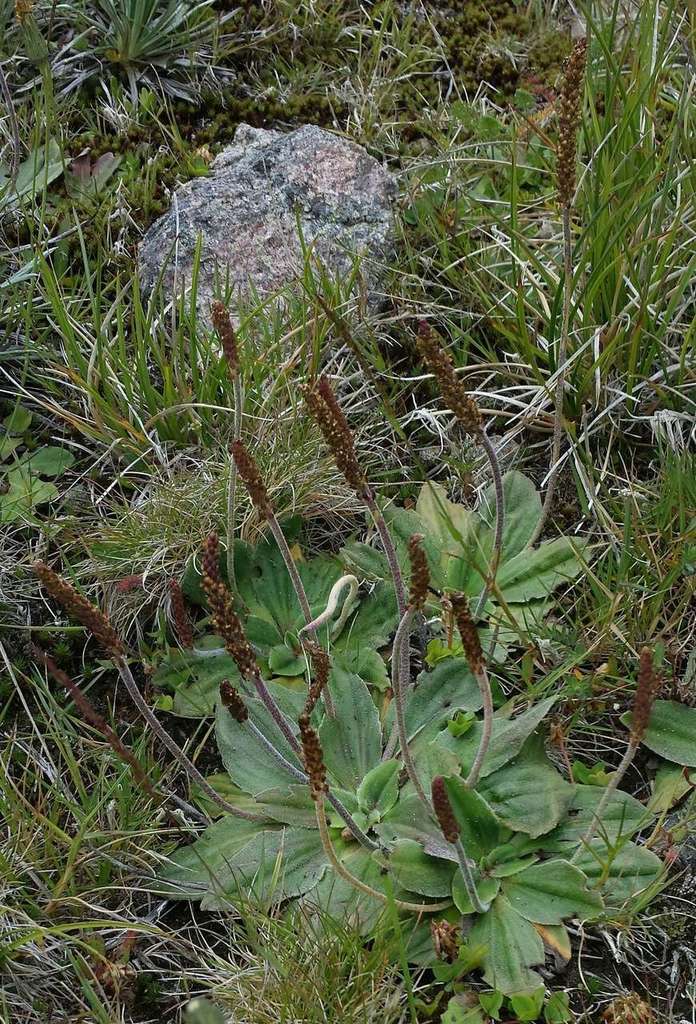 broad plantain