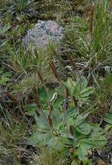 Plantago euryphylla