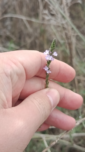 Verbena officinalis observed 2026-10-27