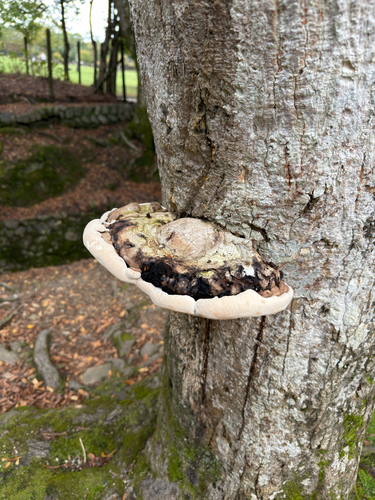 Ganoderma observed 2026-10-27