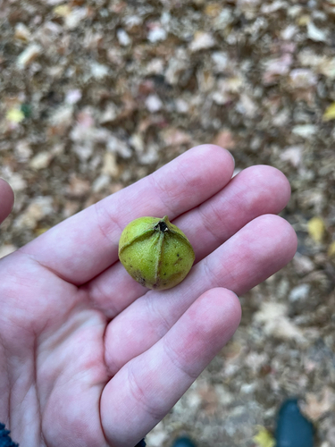 Carya cordiformis observed 2026-10-26