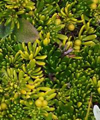 Stackhousia pulvinaris