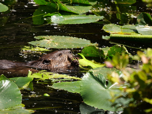American Beaver photographed in Washington
