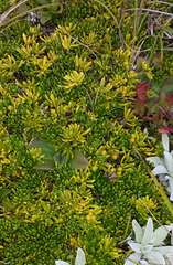 Stackhousia pulvinaris