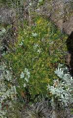 Stackhousia pulvinaris