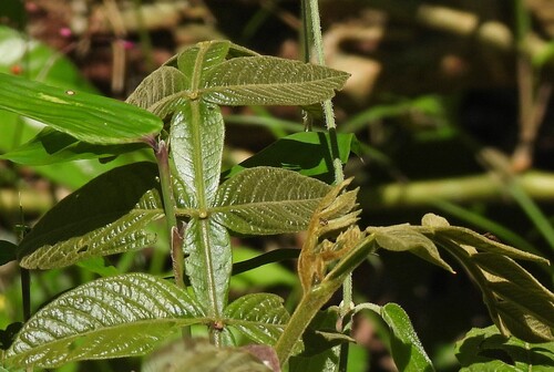 Inga uraguensis, 2026-10-18