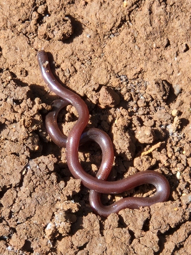 Typhlopidae observed 2026-10-27