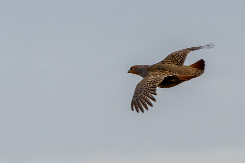 Perdix perdix observed 2026-10-27