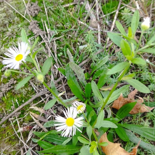 Erigeron annuus observed 2026-10-27