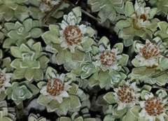 Ewartia nubigena