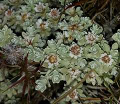 Ewartia nubigena