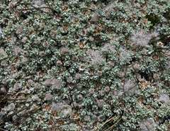 Ewartia nubigena