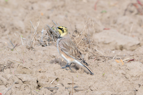 Eremophila alpestris, 2026-10-27