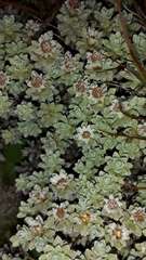 Ewartia nubigena
