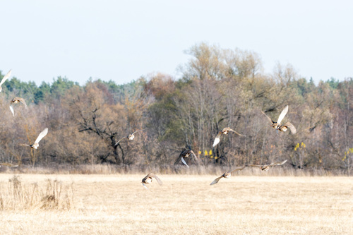 Perdix perdix observed 2026-10-27
