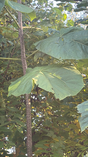 Paulownia tomentosa observed 2026-10-27