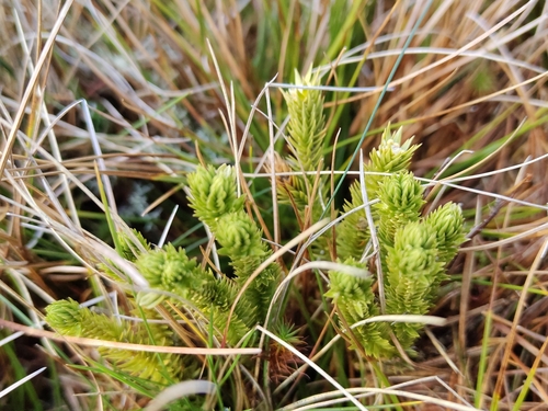 Lycopodium observed 2026-10-27