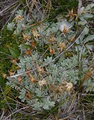 Argyrotegium nitidulum