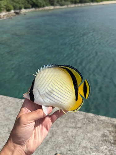Chaetodon vagabundus observed 2026-10-27