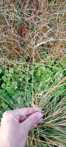 Agrostis observed 2026-10-27
