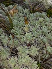 Argyrotegium nitidulum