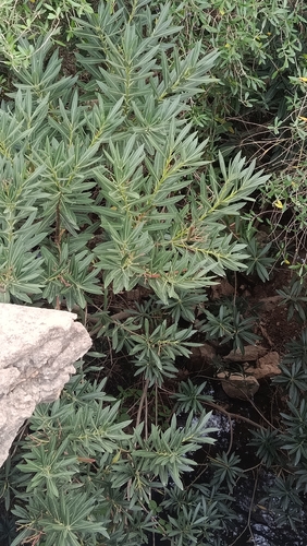 Oleandra observed 2026-10-27