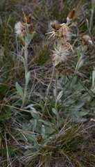 Argyrotegium fordianum