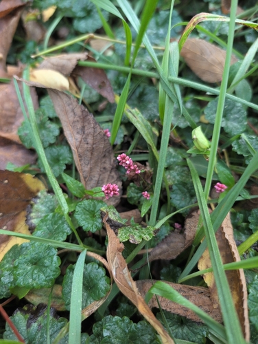 Persicaria longiseta observed 2026-10-27
